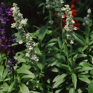 thumbnail for publication: Salvia farinacea 'Victoria White' 'Victoria White' Sage